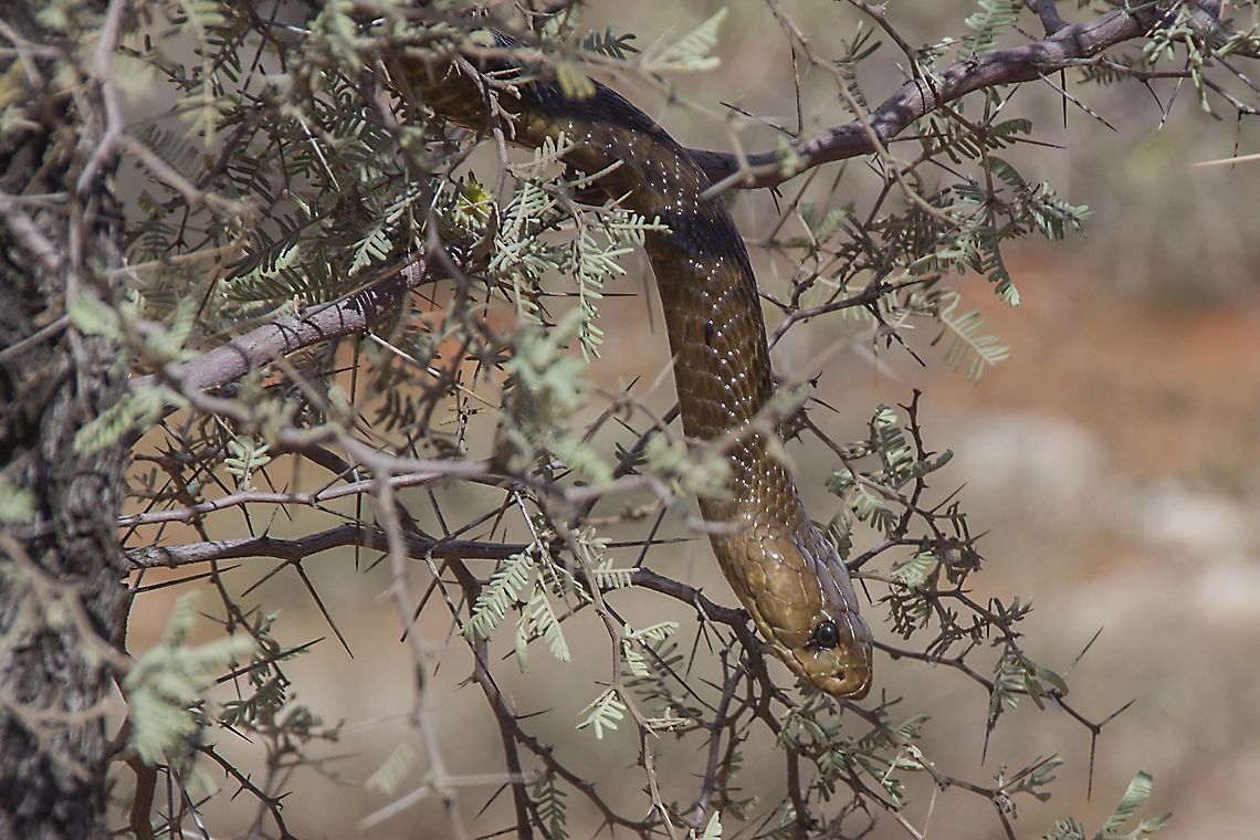 Cape Cobra This snake was raiding a nest outside our house.  Unfortunately I only managed to get about 20 photos as my memory card finished.  I went to get another one and was literally gone for a minute and when I came back it had vanished Cape cobra,Geotagged,Naja nivea,South Africa,Summer