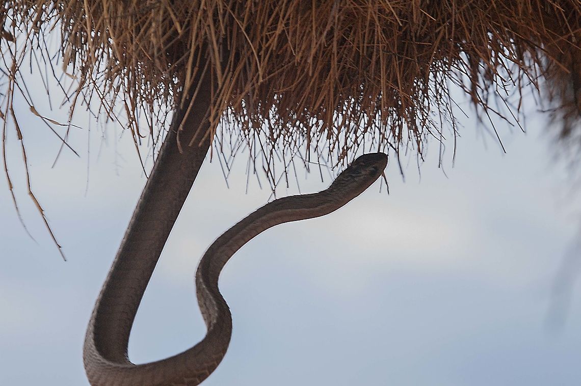 Boomslang  Boomslang,Dispholidus typus,Geotagged,South Africa,Summer