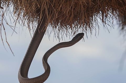 Boomslang  Boomslang,Dispholidus typus,Geotagged,South Africa,Summer