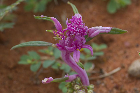 Pink Leaf / Flower We've had a lot of rain and I've found some new wildflowers in our veldt and am trying to get them ID's but am battling.  if you have any suggestions who I could contact that would be great.  This is a fascinating plant as it's leaves and the leaves turn this beautiful pink and there are a lot of different shaped "flowers" Geotagged,South Africa,Summer