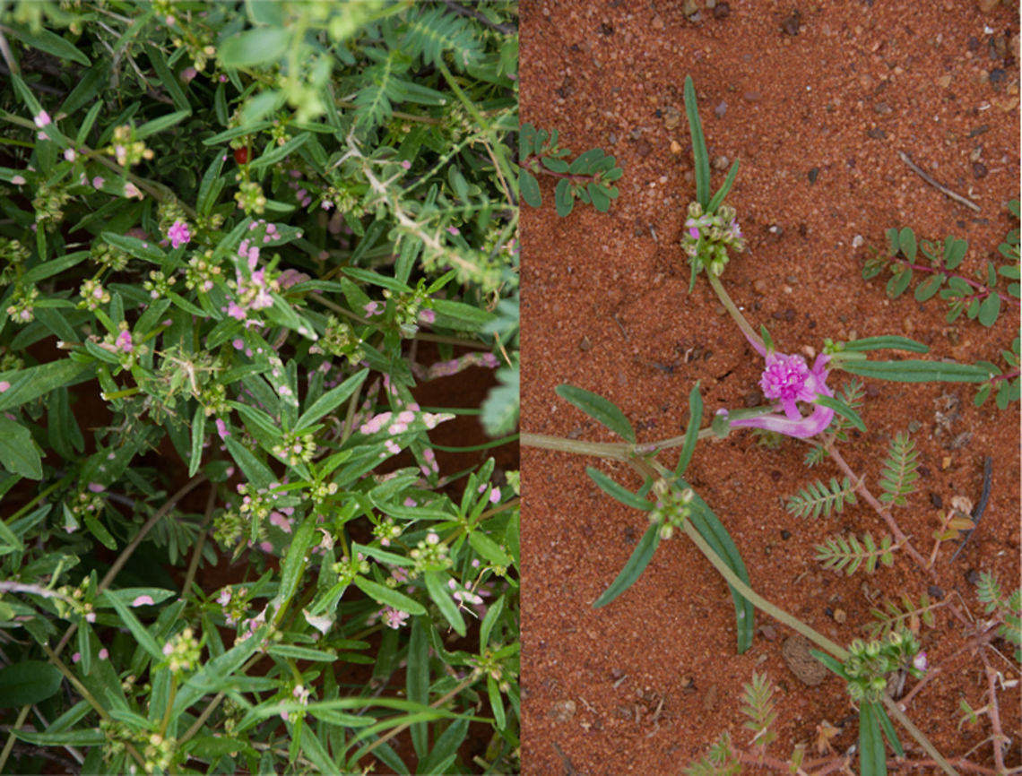 Pink Leaf / Flower (Growth) Wildflower - this is what the plant looks like  Geotagged,South Africa