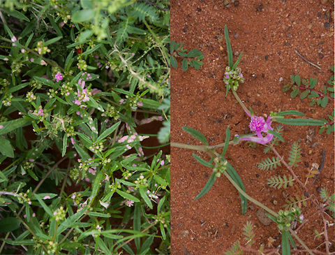 Pink Leaf / Flower (Growth) Wildflower - this is what the plant looks like  Geotagged,South Africa