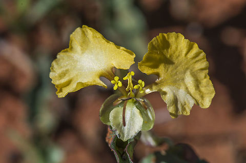 Commelina Africana Commelina Africana is the name that I got out of a book and it said this was a wandering Jew although when I googled wandering Jew it was a different plant Commelina africana,Commelinaceae,Common yellow commelina,Geotagged,South Africa,Summer,commelina