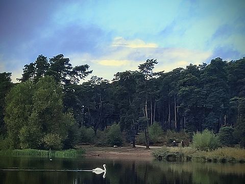 Mute Swan Frensham Frensham Little Pond Cygnus olor,Geotagged,Mute swan,Summer,United Kingdom