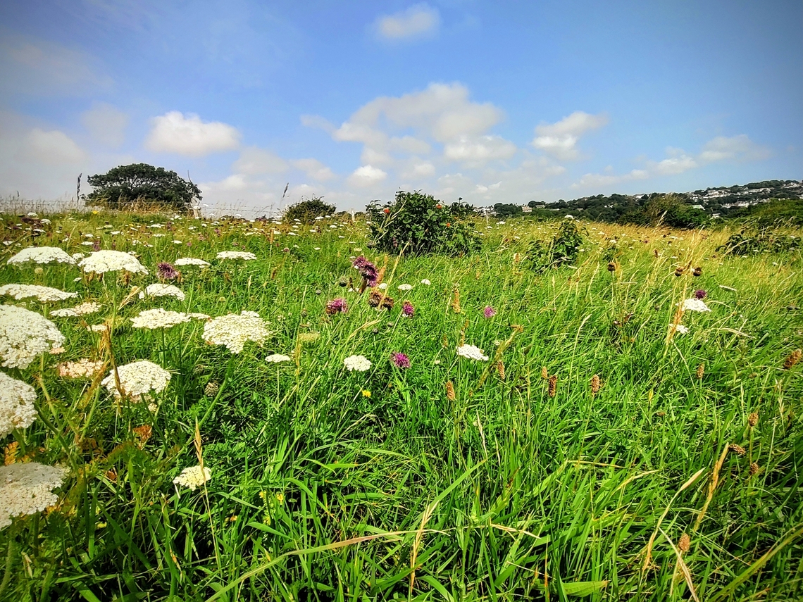Kent National Park Cow Parsley Landscape<br />
 Geotagged,Summer,United Kingdom