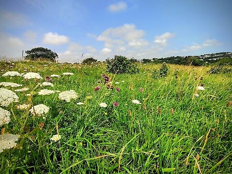 Kent National Park Cow Parsley Landscape
 Geotagged,Summer,United Kingdom