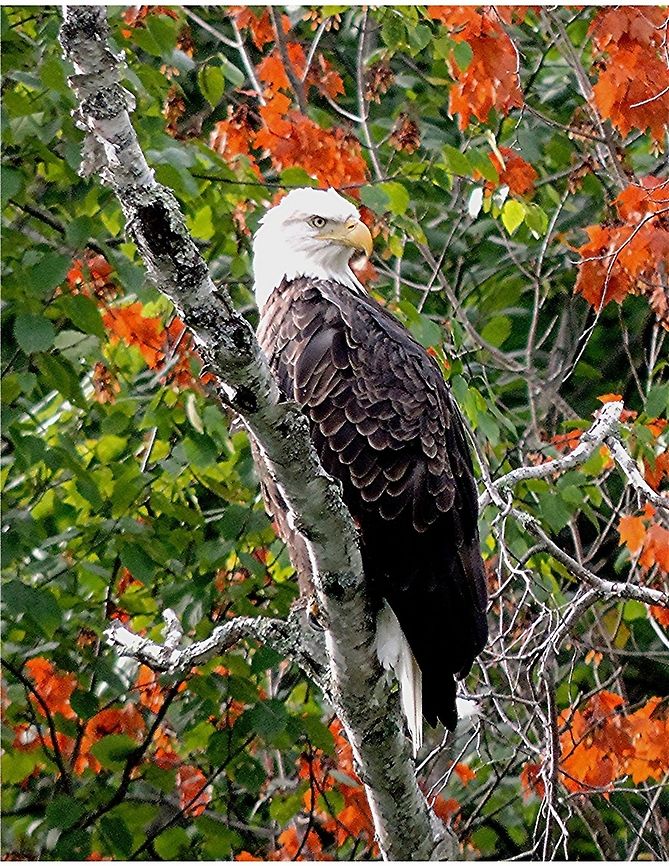 Birch Lake Eagle I am especially interested in photographing bald eagles and ospreys. We have a fairly large population of both where I live, in northwestern Wisconsin. I get my best shots when out on one of the lakes. I don&#039;t fish, but my boyfriend does. One day, at a spot known to usually provide considerable fish action, several boats were arranged in a large and roughly circular fashion, while the guys and gals waited for a bite. Suddenly, an eagle seemed to just fall out of nowhere. He hit the water, scooped up a fish, and took off for parts unknown. Given how sound carries on the water, I could hear a collective grown go up from people who probably wished they could do the same thing! Bald Eagle,Haliaeetus leucocephalus