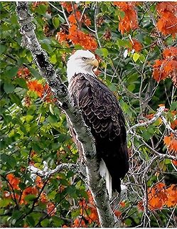 Birch Lake Eagle I am especially interested in photographing bald eagles and ospreys. We have a fairly large population of both where I live, in northwestern Wisconsin. I get my best shots when out on one of the lakes. I don't fish, but my boyfriend does. One day, at a spot known to usually provide considerable fish action, several boats were arranged in a large and roughly circular fashion, while the guys and gals waited for a bite. Suddenly, an eagle seemed to just fall out of nowhere. He hit the water, scooped up a fish, and took off for parts unknown. Given how sound carries on the water, I could hear a collective grown go up from people who probably wished they could do the same thing! Bald Eagle,Haliaeetus leucocephalus