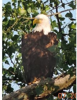 I_Think_This_Guy_Sees_Me  Bald Eagle,Geotagged,Haliaeetus leucocephalus,United States