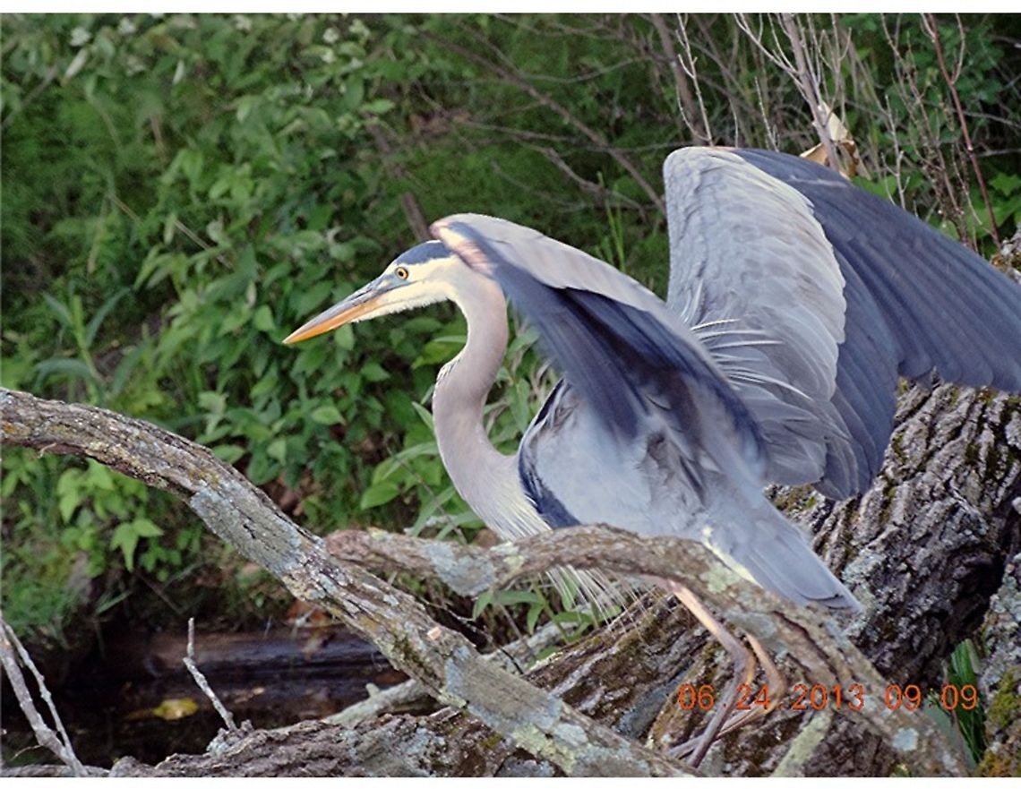 Paparrazi in a pontoon. I am so outa' here. The Great Blue Heron is majestic, with subtle blue-gray plumage. It often stands motionless scanning for prey, or wades belly deep with long steps. They move slowly, but Great Blue Herons have a lightning strike, to grab a fish or frog, or even small mammals. The Great Blue is the largest heron in North America, standing 3 - 4 feet tall, and with a wingspread of 6 feet or more. In flight, its neck is held in an S curve, and its long legs extend far out beyond the tail. Ardea herodias,Geotagged,Great Blue Heron,United States