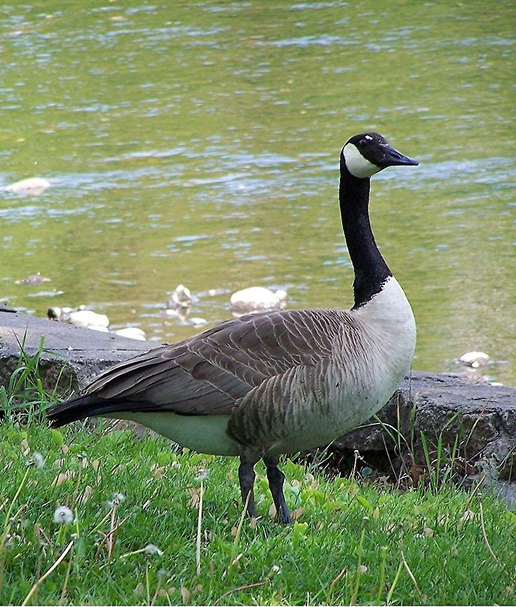 GetMyBestSide2  Branta canadensis,Canada Goose,Geotagged,United States