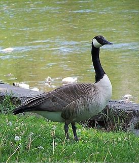GetMyBestSide2  Branta canadensis,Canada Goose,Geotagged,United States