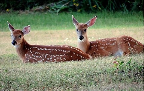 Behind_Our_Apartments Here in Rice Lake, WI, our wildlife population seems to be increasing. These little darlings got so accustomed to seeing people, they let me have some good shots. Geotagged,Odocoileus virginianus,United States,White-tailed Deer