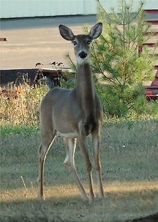 TheMatriarch This lady, apparently the mother of the fawns we kept seeing, stayed out of sight most of the time. One day, however, she did allow me to get a picture of her. Odocoileus virginianus,White-tailed Deer
