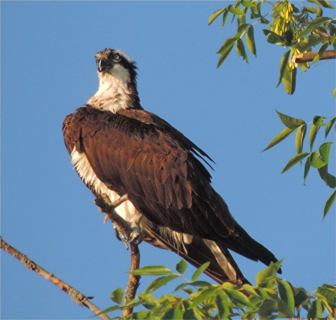 Get_My_Best_Side_Now We have a good sized population of osprey in and around Rice Lake, WI, too. This is one of the better pictures I&#039;ve gotten. Osprey,Pandion haliaetus
