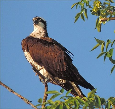 Get_My_Best_Side_Now We have a good sized population of osprey in and around Rice Lake, WI, too. This is one of the better pictures I've gotten. Osprey,Pandion haliaetus