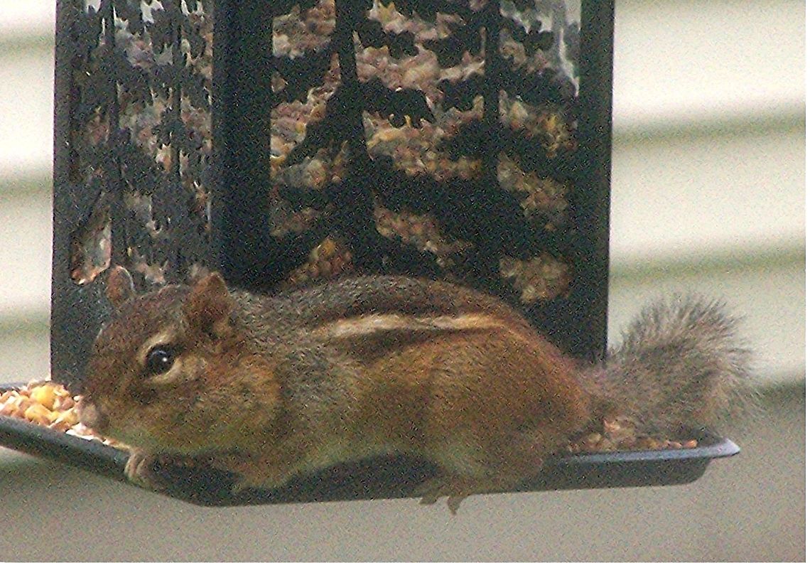 Little_Thief_at_the_Feeder2 I couldn&#039;t figure out why my bird feeders were emptying out so quickly -- until I caught this little guy in the act. I got the picture through a screened window, so it&#039;s not the greatest. But the little thief is so cute I couldn&#039;t resist sharing. Geotagged,Least chipmunk,Neotamias minimus,United States