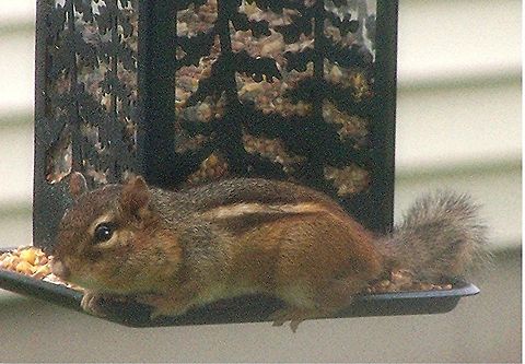 Little_Thief_at_the_Feeder2 I couldn't figure out why my bird feeders were emptying out so quickly -- until I caught this little guy in the act. I got the picture through a screened window, so it's not the greatest. But the little thief is so cute I couldn't resist sharing. Geotagged,Least chipmunk,Neotamias minimus,United States