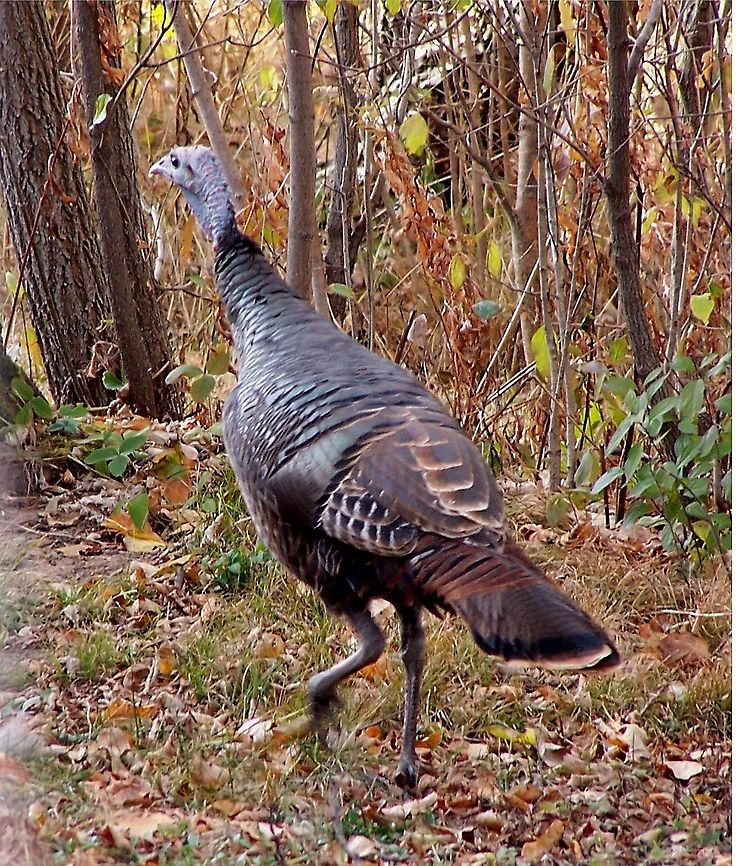 GetMyBestSide1 I could find only the domestic turkey under the species identification tag. This is a wild turkey -- another species that is increasingly showing up in Wisconsin. Again, this was taken in Rice Lake, behind the garages of our apartments. Hmmm. Seems like I don&#039;t need to travel, as I see so much wildlife right here. Domesticated turkey,Geotagged,Meleagris gallopavo,United States