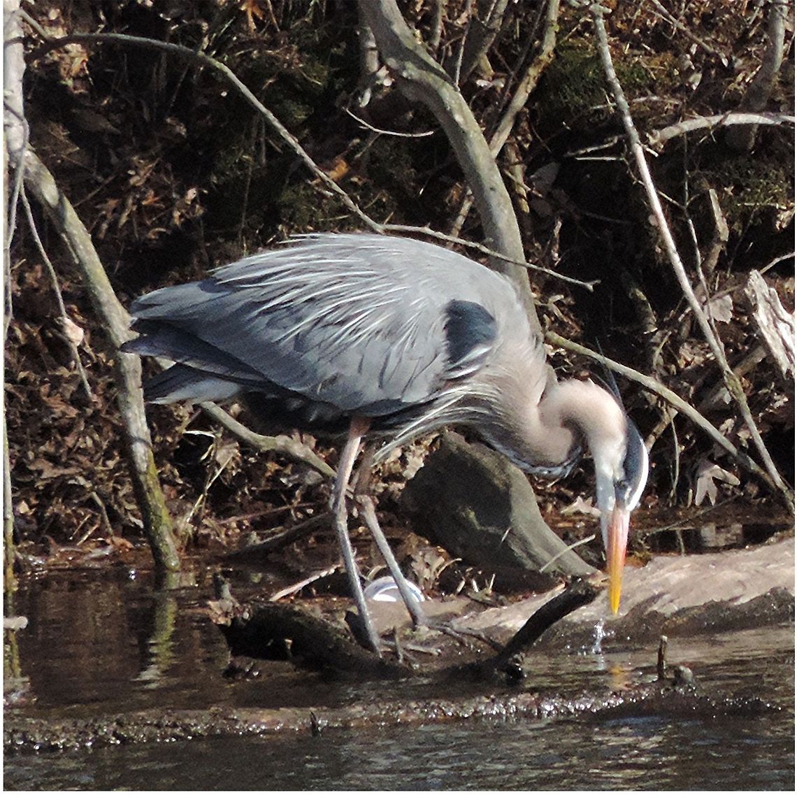 Ahhh._Dinner_is_Served_ I got this one just yesterday, on the river that&#039;s only a couple blocks from our apartments. Had to sneak through a couple of peoples&#039; yards, but hopefully they&#039;re used to me by now. Ardea herodias,Geotagged,Great Blue Heron,United States