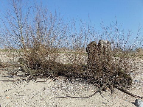 On the beach of the River Waal near village Herveld (Holland)  Geotagged,The Netherlands