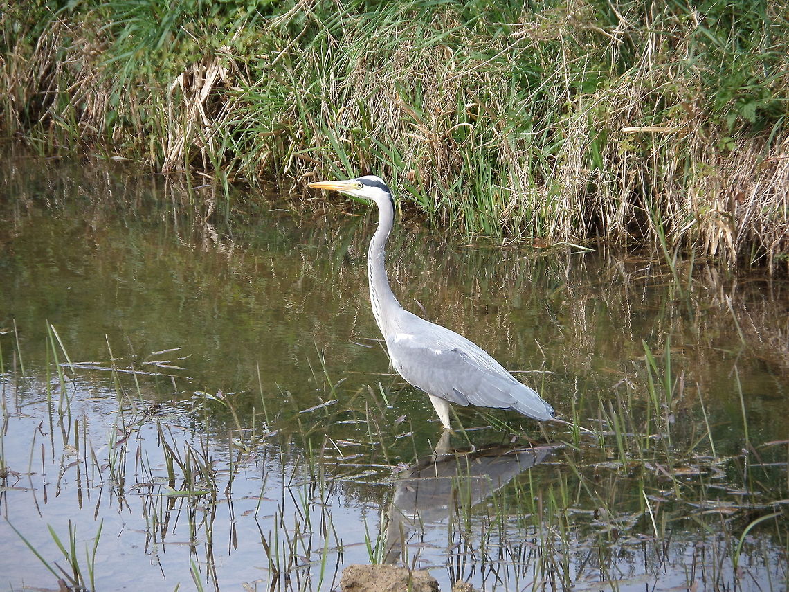 Grey Heron  Ardea cinerea,Geotagged,Grey Heron,The Netherlands