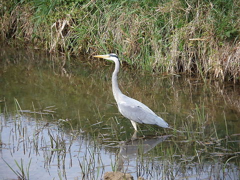 Grey Heron  Ardea cinerea,Geotagged,Grey Heron,The Netherlands