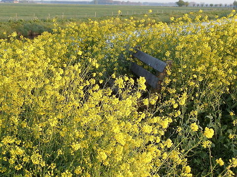 Rapeseed invasion  Brassica napus,Geotagged,Rapeseed,The Netherlands