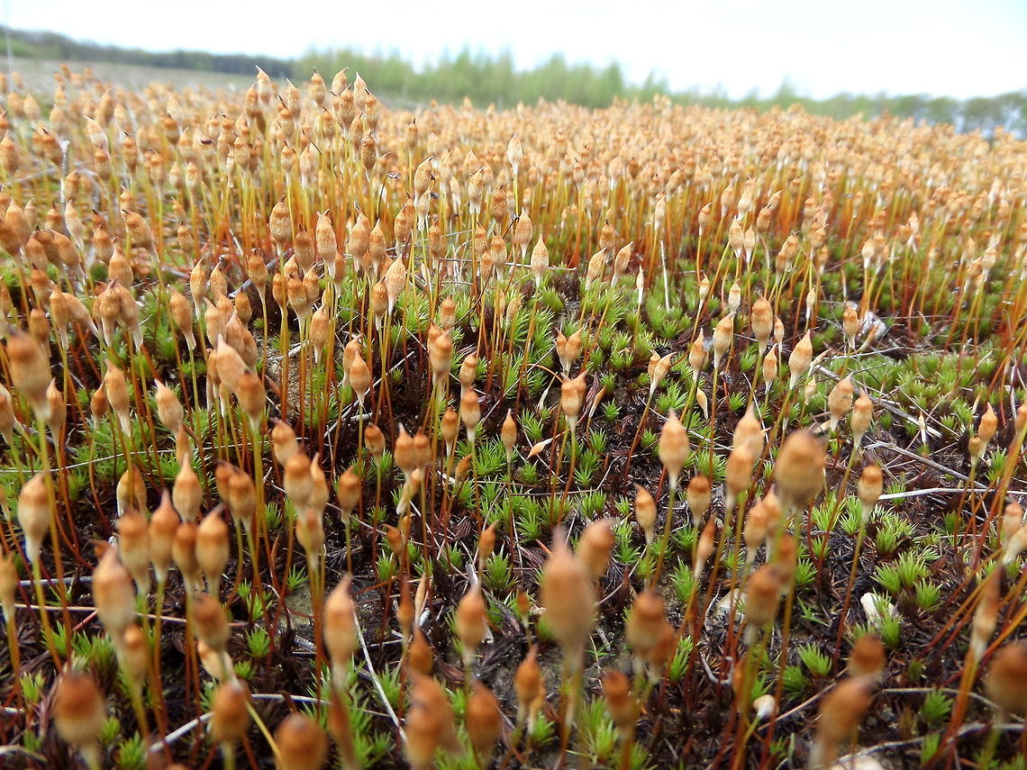 Female plants of Common haircap moss (Polytrichum commune)  Polytrichum commune