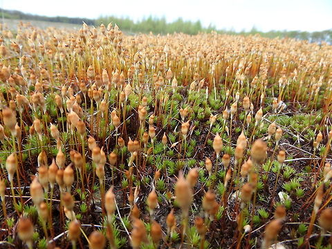 Female plants of Common haircap moss (Polytrichum commune)  Polytrichum commune