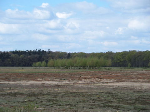 nature reserve Reijerscamp of Wolfheze (Holland)