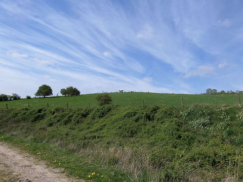 Green Hill of Westervoort (Holland)  Domestic horse,Equus ferus caballus