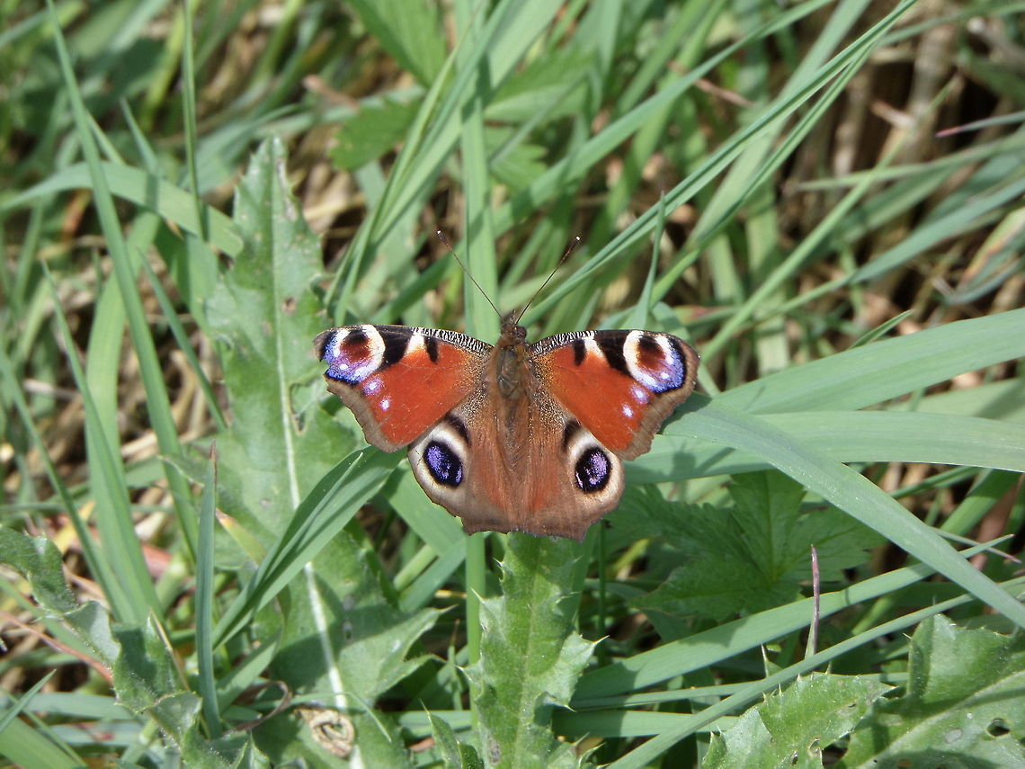Peacock (Aglais io)  European Peacock,Inachis io