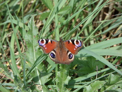 Peacock (Aglais io)  European Peacock,Inachis io