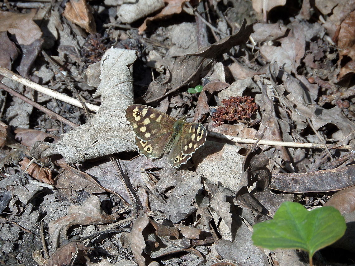 Speckled wood (Pararge aegeria tircius)  Pararge aegeria,Speckled Wood
