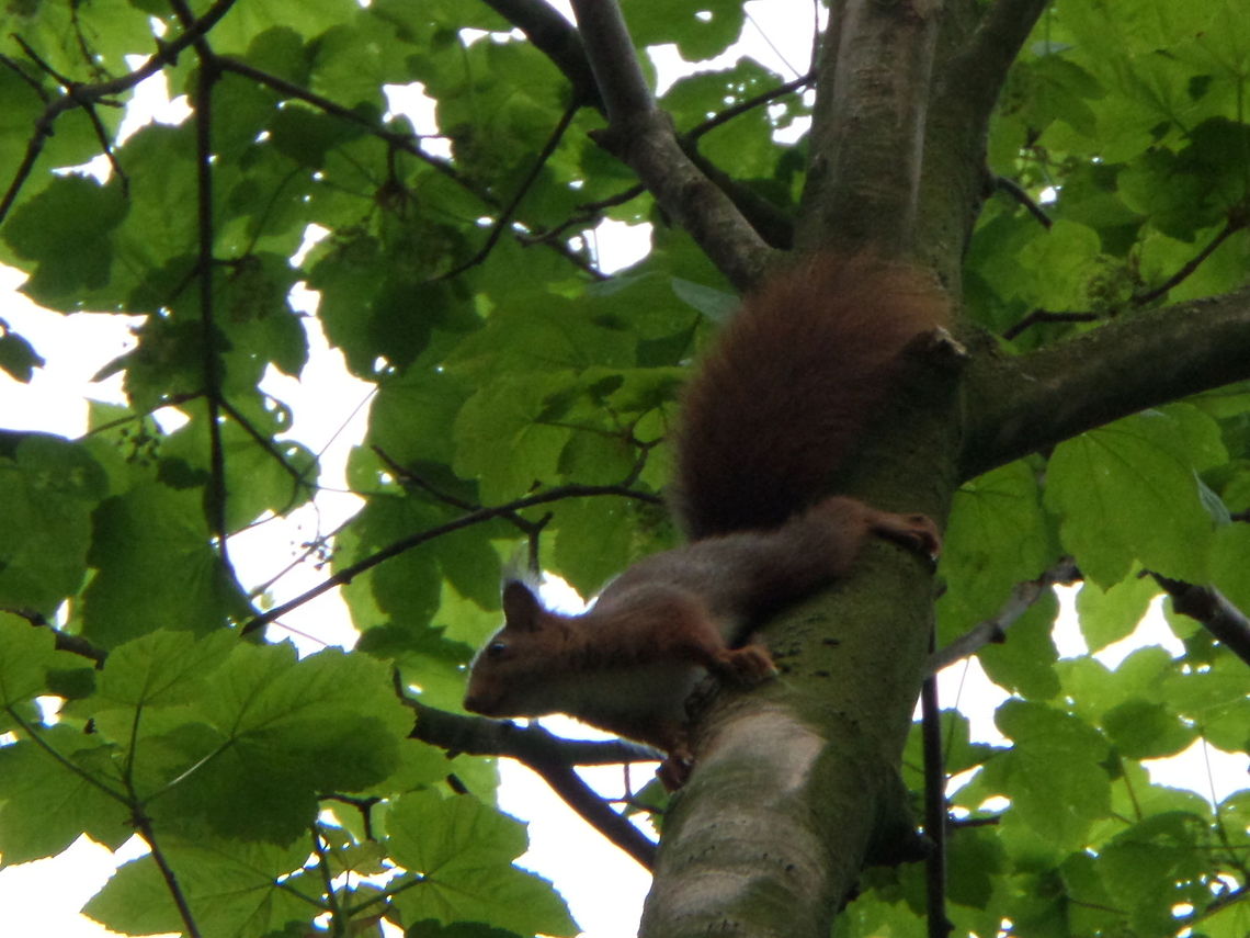 Squirrel  Geotagged,Red Squirrel,Sciurus vulgaris,The Netherlands