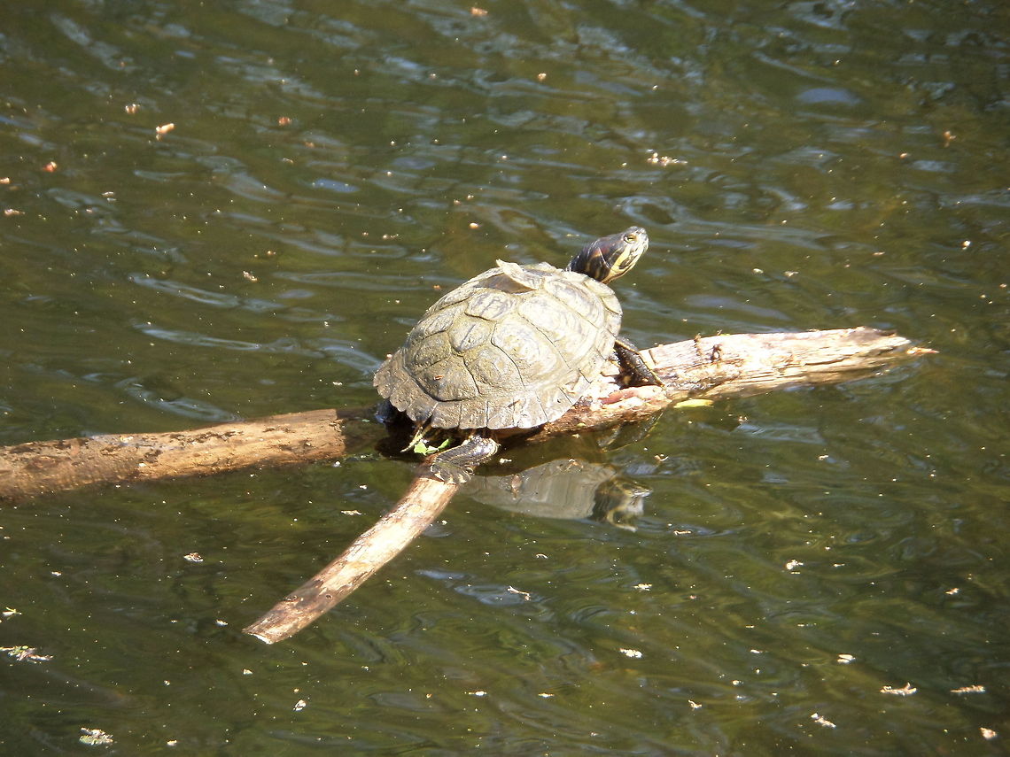 Cumberland slider (Trachemys scripta troosti)  Cumberland slider,Geotagged,The Netherlands,Trachemys scripta troostii