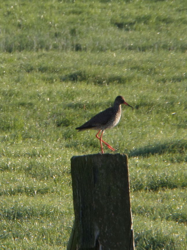 Redshank (Tringa totanus)  Common redshank,Geotagged,The Netherlands,Tringa totanus