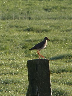 Redshank (Tringa totanus)  Common redshank,Geotagged,The Netherlands,Tringa totanus