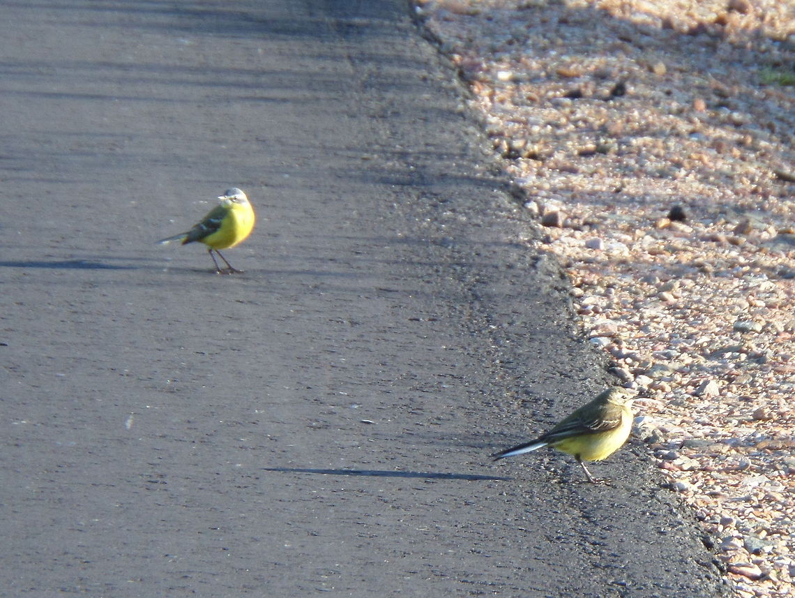 Couple of Western Yellow Wagtail  Geotagged,Motacilla flava,The Netherlands,Yellow Wagtail