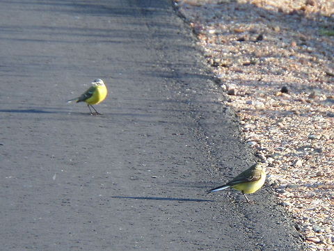 Couple of Western Yellow Wagtail  Geotagged,Motacilla flava,The Netherlands,Yellow Wagtail