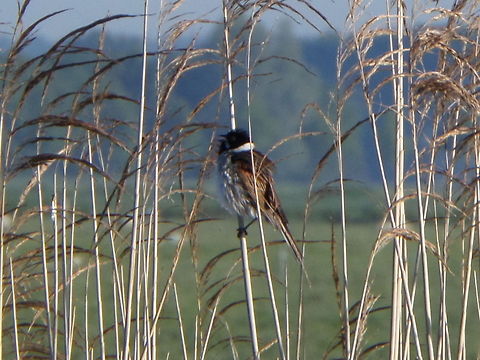 Common Reed Bunting  Common Reed Bunting,Emberiza schoeniclus,Geotagged,The Netherlands