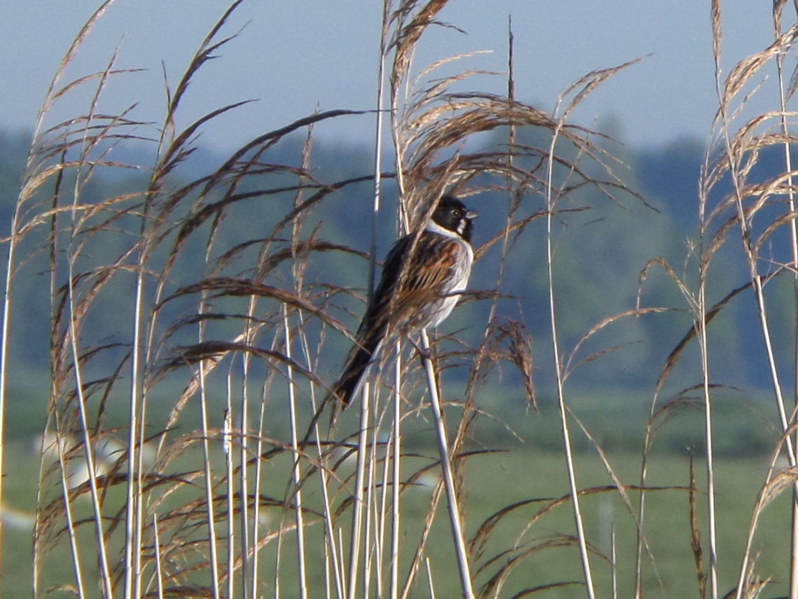 Common Reed Bunting (Emberiza schoeniclus)  Common Reed Bunting,Emberiza schoeniclus,Geotagged,The Netherlands