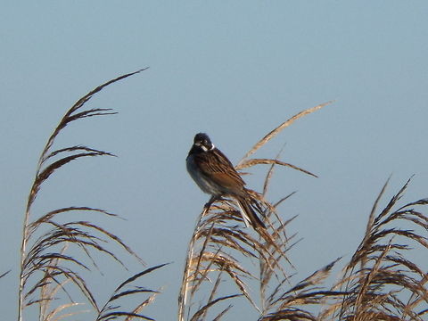 Common Reed Bunting (Emberiza schoeniclus)  Common Reed Bunting,Emberiza schoeniclus,Geotagged,The Netherlands