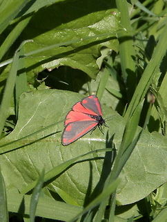 Cinnabar moth (Tyria jacobaeae)  Cinnabar moth,Geotagged,The Netherlands,Tyria jacobaeae