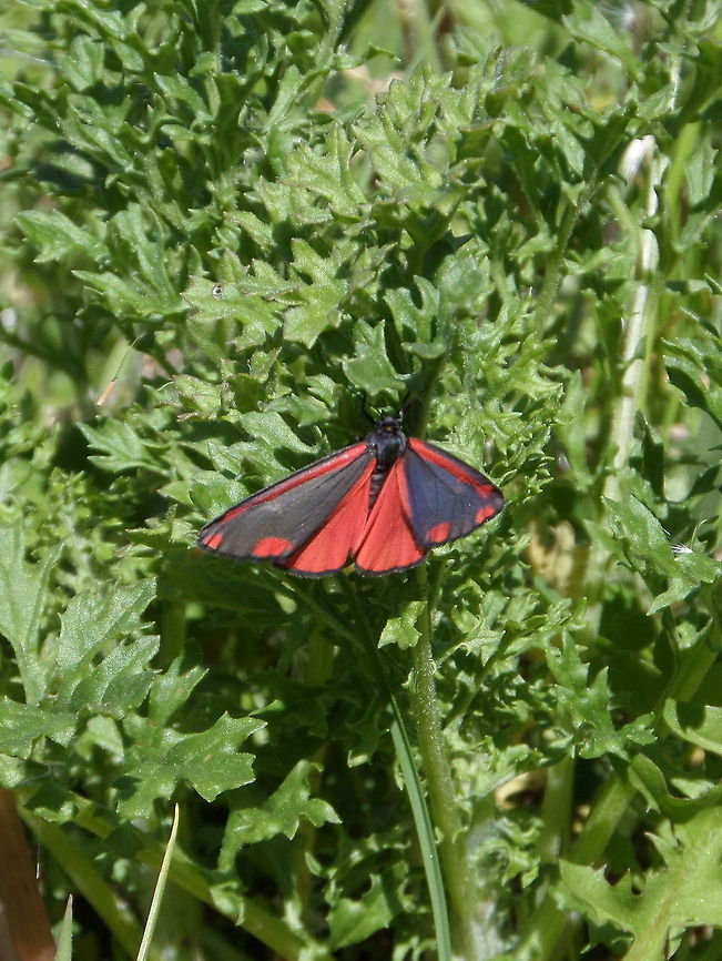 Cinnabar moth (Tyria jacobaeae)  Cinnabar moth,Geotagged,The Netherlands,Tyria jacobaeae