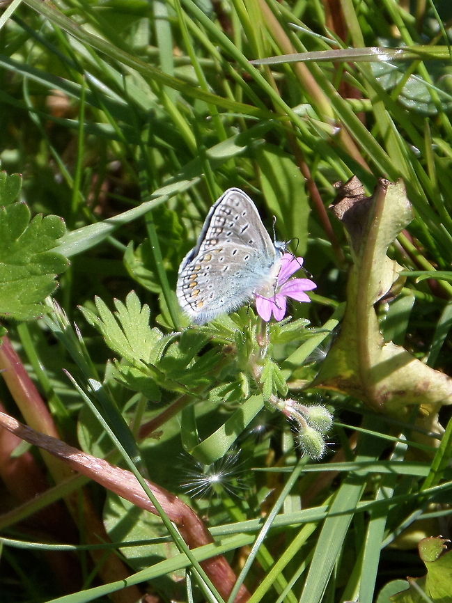Common Blue (Polymmatus icarus)  Common Blue,Geotagged,Polyommatus icarus,The Netherlands