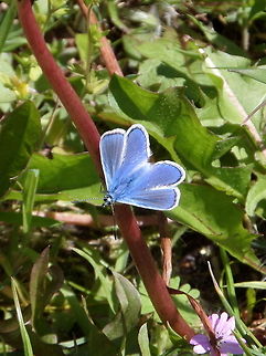 Common blue (Polyommatus icarus)  Common Blue,Geotagged,Polyommatus icarus,The Netherlands