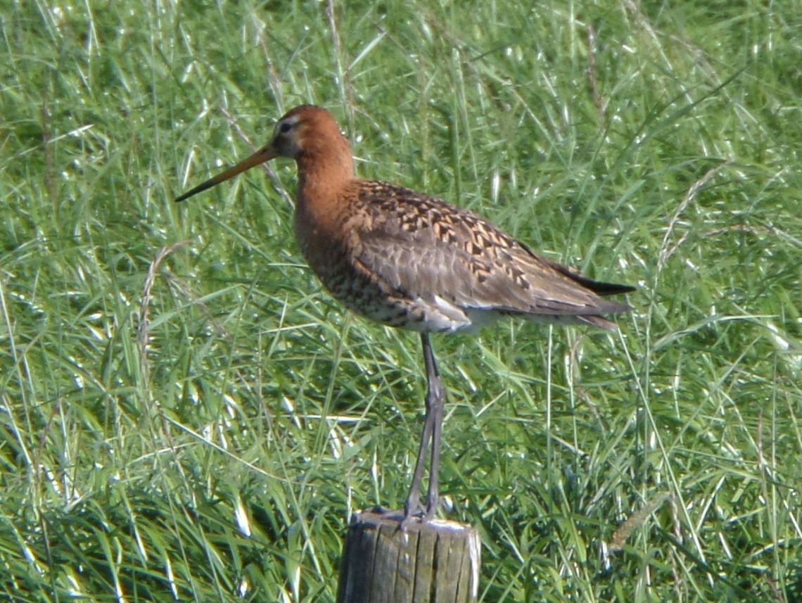 Black-tailed godwit (Limosa limosa)  Black-tailed Godwit,Geotagged,Limosa limosa,The Netherlands