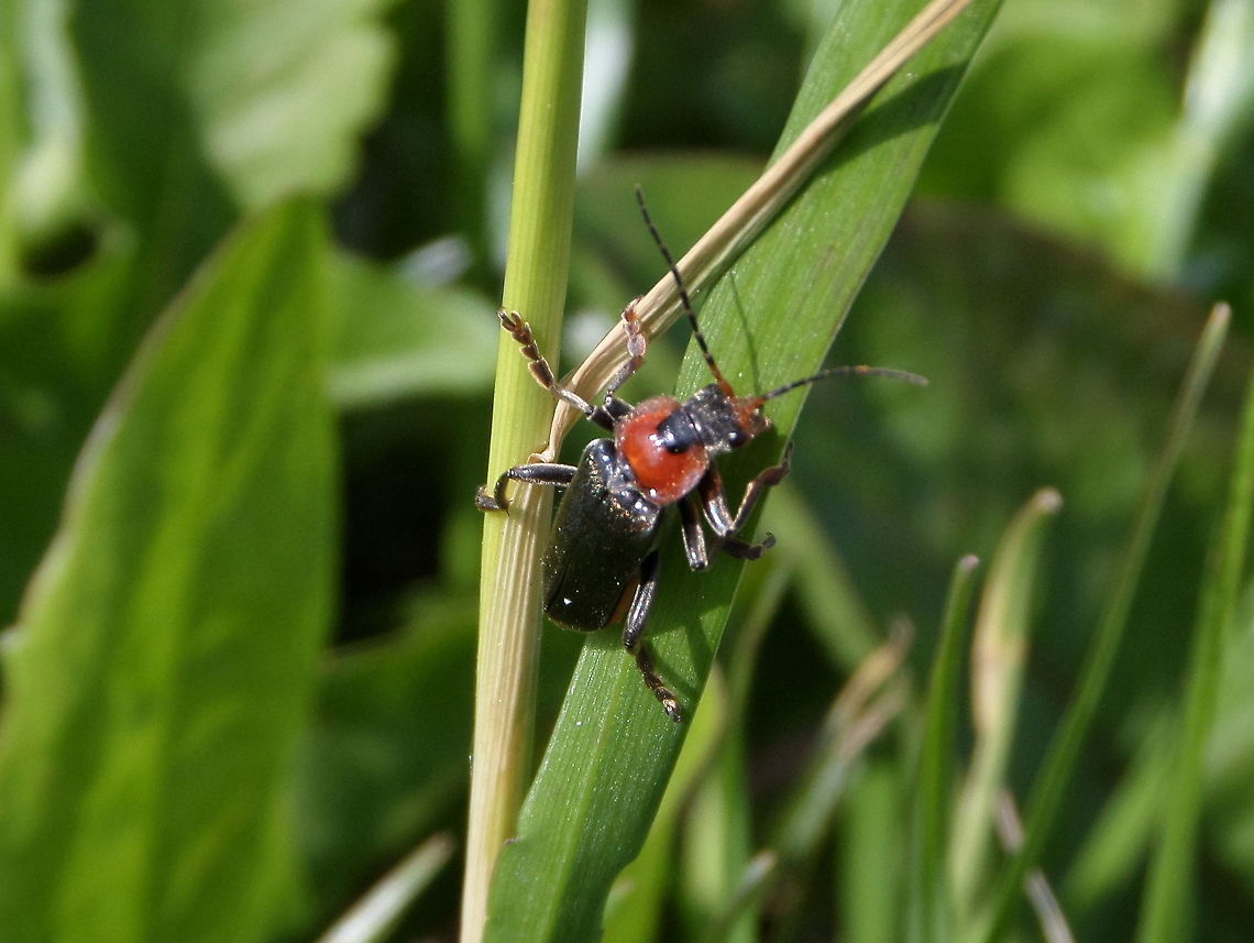Soldier Beetle (Cantharis fusca) The soldier beetles, Cantharidae, are relatively soft-bodied, straight-sided beetles, related to the Lampyridae or firefly family, but unable to produce light. They are cosmopolitan in distribution. One common British species is bright red, reminding people of the red coats of soldiers, hence the common name. A secondary common name is leatherwing, obtained from the texture of the wing covers.<br />
<br />
Historically, these beetles were placed in a superfamily &quot;Cantharoidea&quot;, which has been subsumed by the superfamily Elateroidea; the name is still sometimes used as a rankless grouping, including the families Cantharidae, Drilidae, Lampyridae, Lycidae, Omalisidae, Omethidae, Phengodidae (which includes Telegeusidae), and Rhagophthalmidae. Cantharis fusca,Geotagged,The Netherlands
